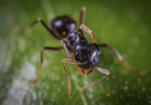 Tulsa Bed Bug Treatment