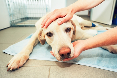 STATVet is the best Tulsa emergency vet for sick or injured pets